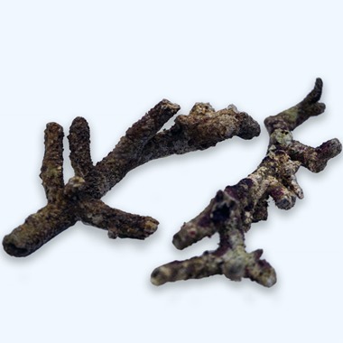 Branch Live Rock per/Kg