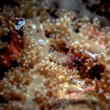 Crystal Anemone Shrimp