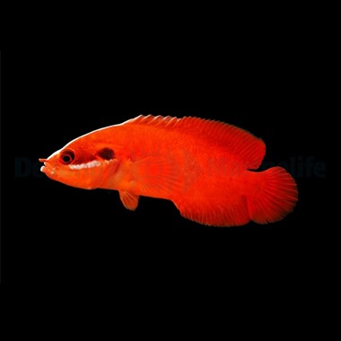 Red Podge Grouper