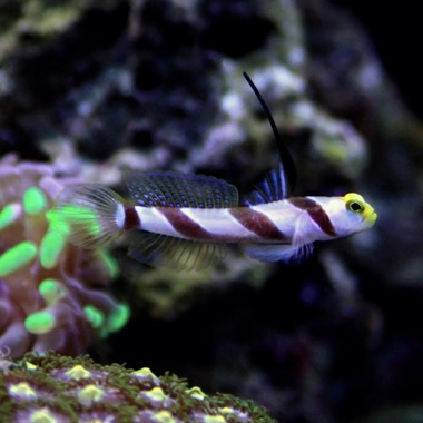 Hi Fin Banded Shrimp Goby