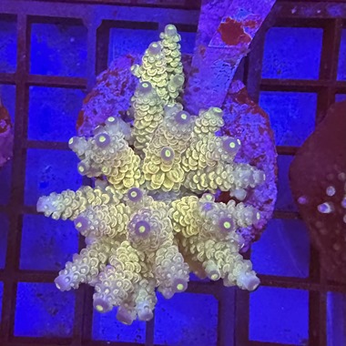 Acropora Colony