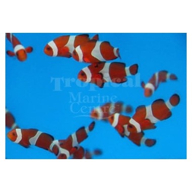 Tangerine Clownfish