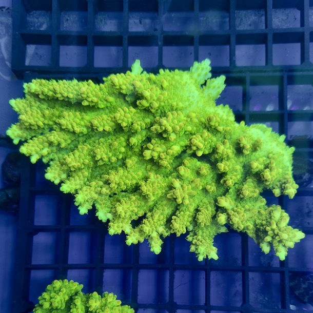 Oz Acropora Colony