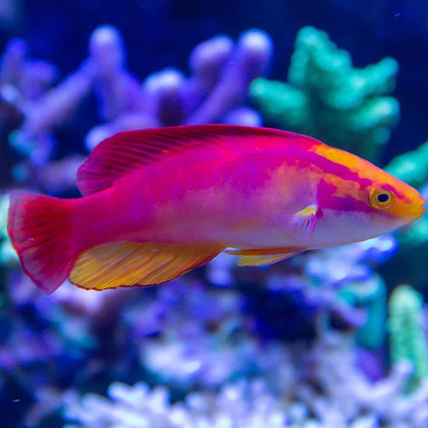 Flame Fairy Wrasse