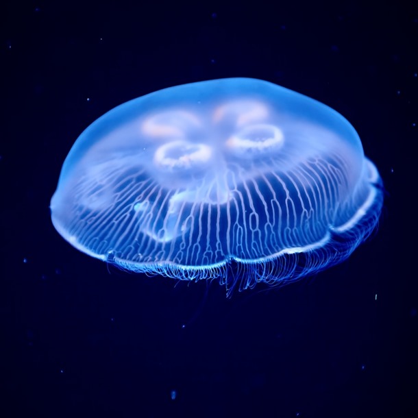 Moon Jellyfish