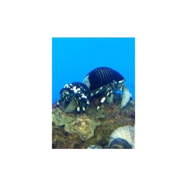 Zebra Hermit Crab