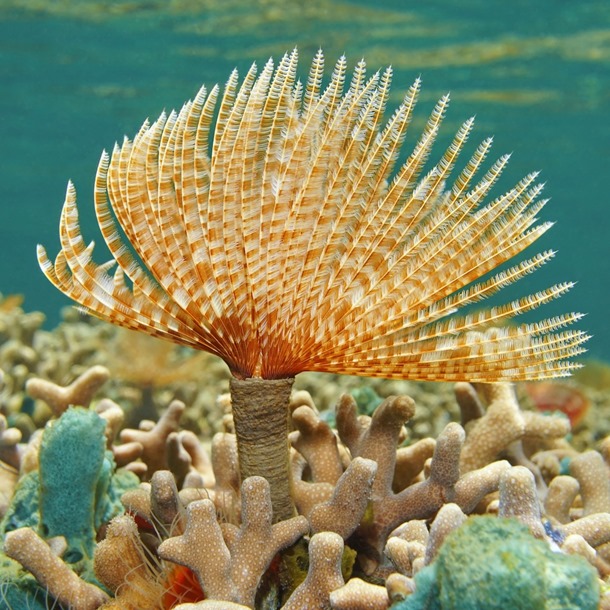 Giant Feather Worm