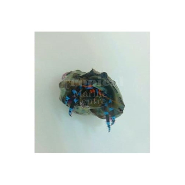 Metallic Blue Leg Hermit Crab