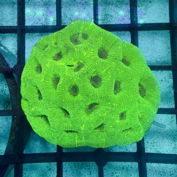 Green Moon Goniastrea