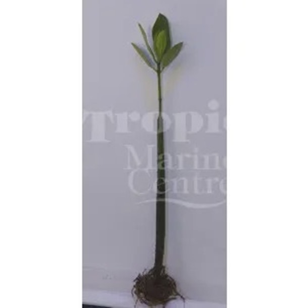 Mangrove