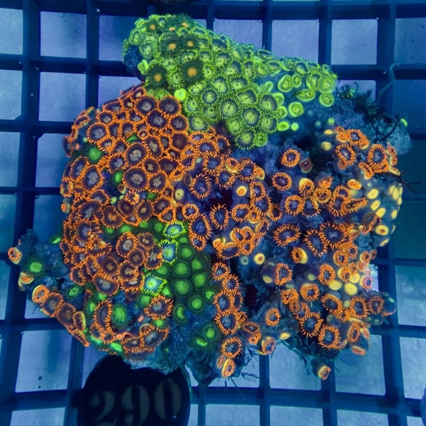 Enfys Zoa Colony