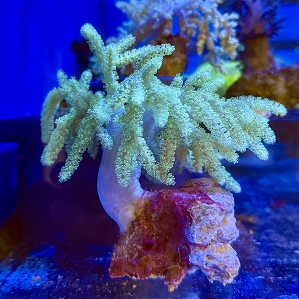 Green Colt Coral