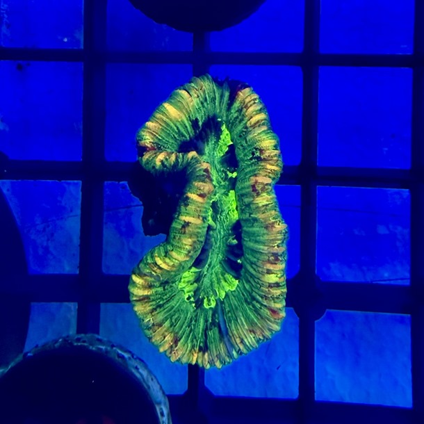 Gold Stripe Trachyphyllia