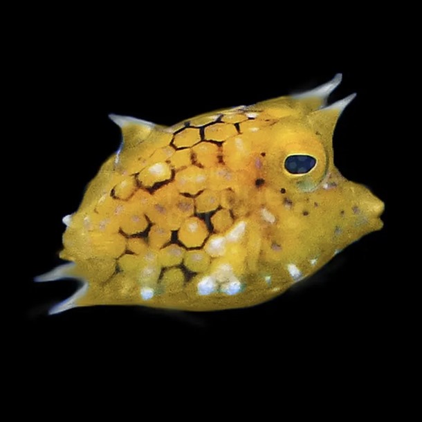 Thornback Cowfish