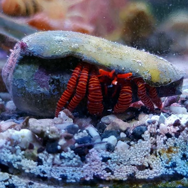 Halloween Hermit Crab