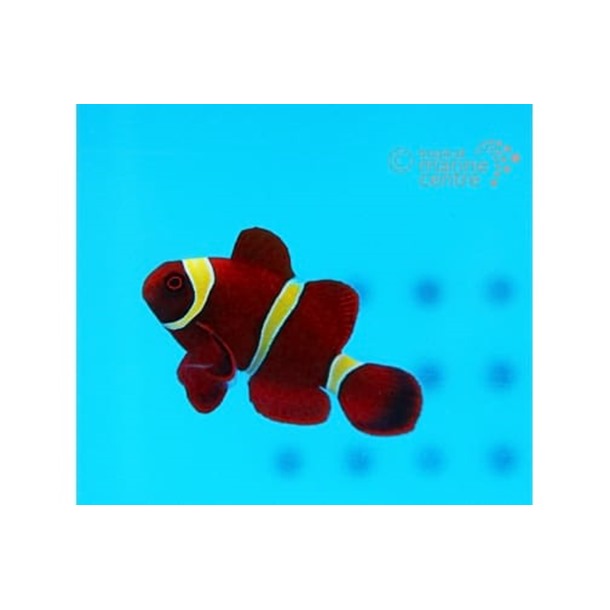 Gold Stripe Maroon Clownfish