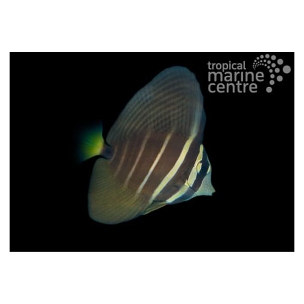 Pacific Sailfin Tang