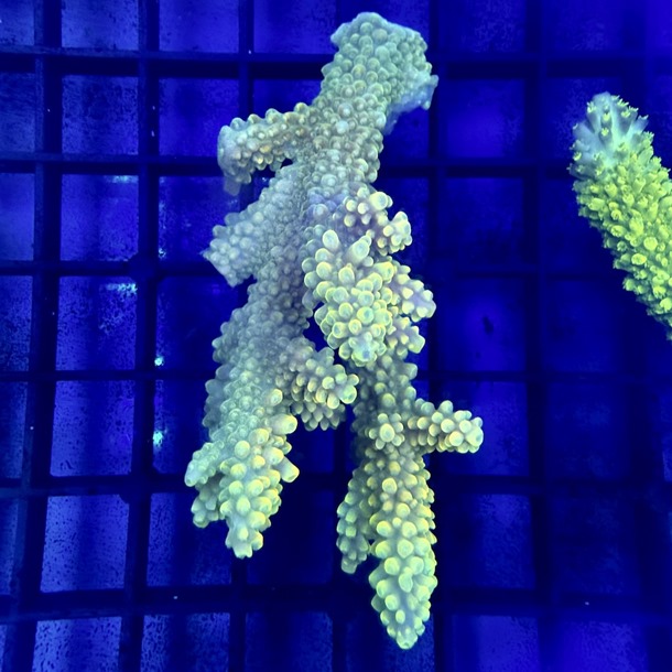 Oz Acropora Colony