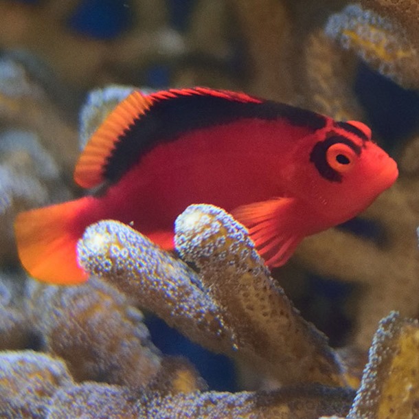 Scarlet Hawkfish