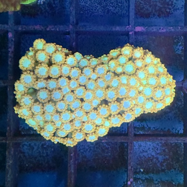 Fire and Ice Goniopora Frag