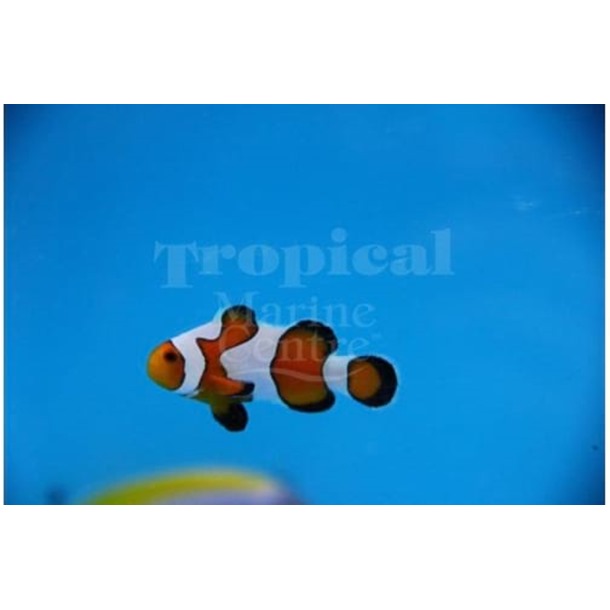 Gladiator Clownfish