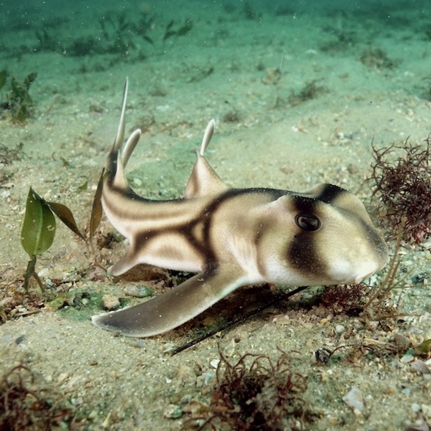 Port Jackson Shark