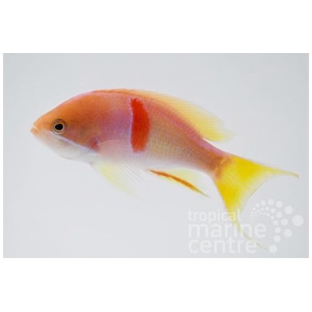 Tricolour Anthias