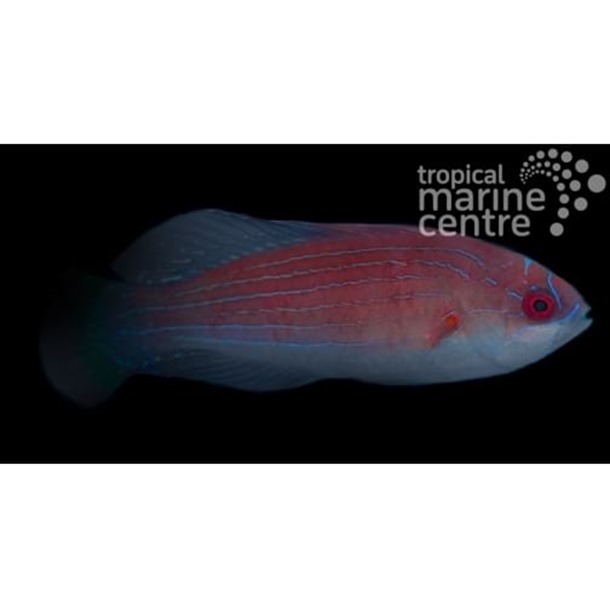 Eightline Flasher Wrasse