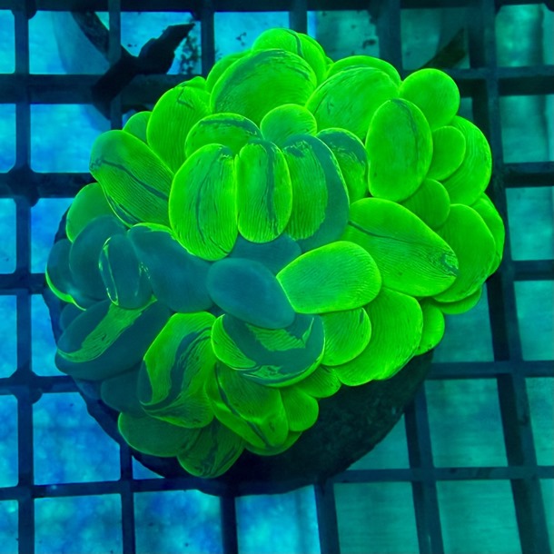 Ultra Green Bubble Coral