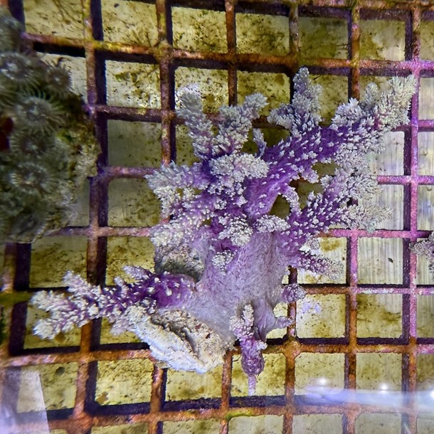 Purple Bush Coral