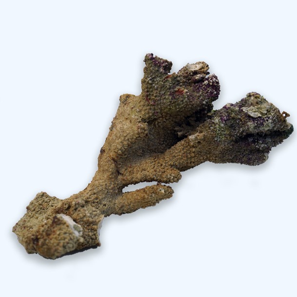 Branch Live Rock per/Kg