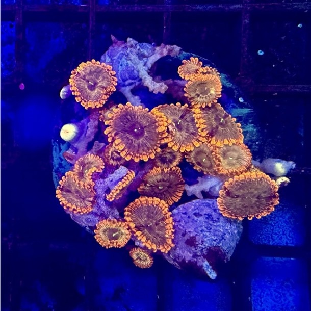 Ultra Red Zoa Frags