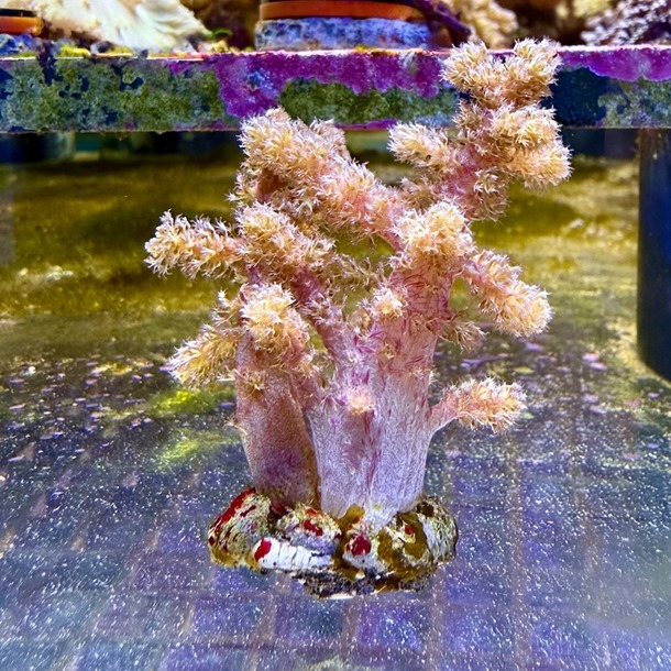 Red Bush Coral Frag