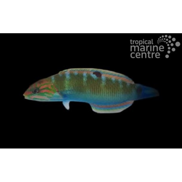 Lunar Banana Wrasse