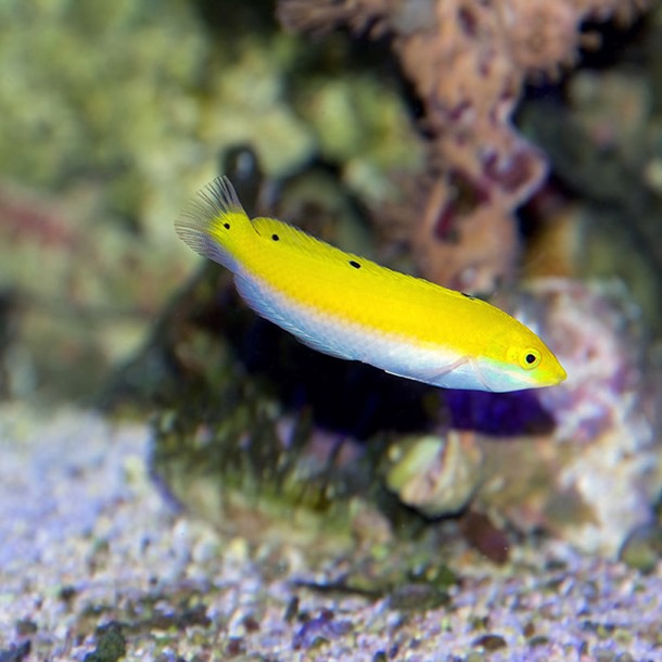 Silver Belly Wrasse