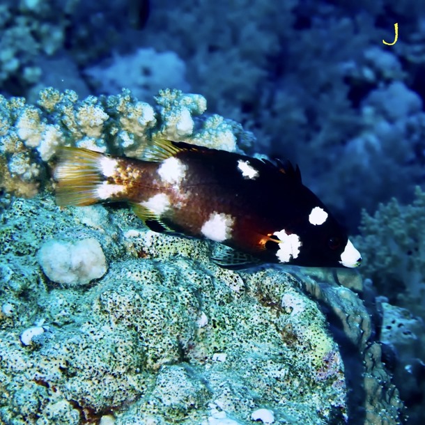 Axilspot Hogfish