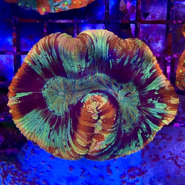 Ultra Red Trachyphyllia