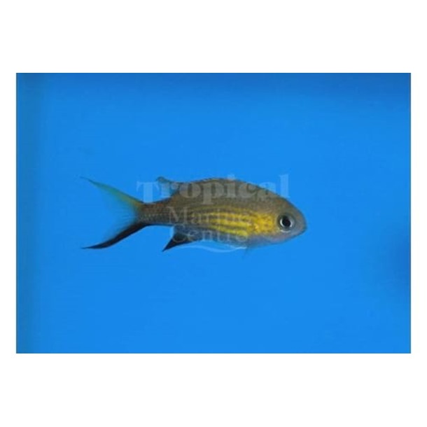 Vanderbilts Chromis