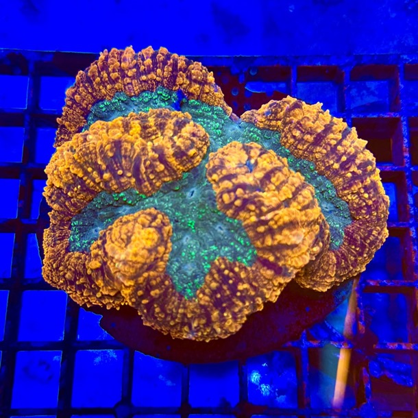 Orange Lobo