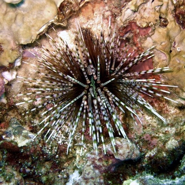 Banded Urchin