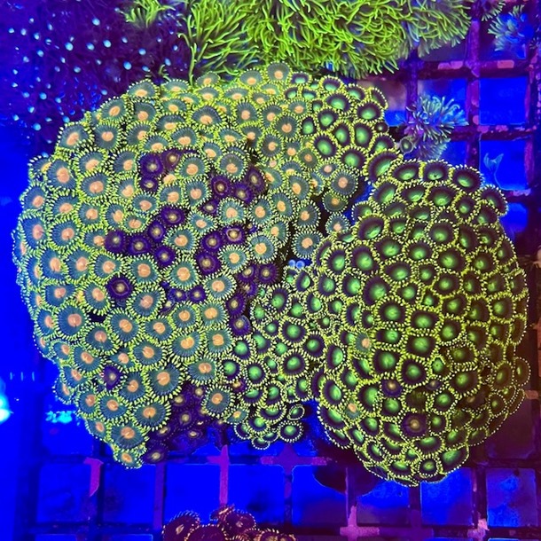 Enfys Zoa Colony