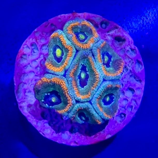 Orange Blue Acan Frag