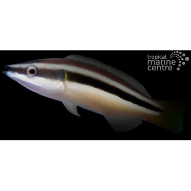 Yellowtail Tubelip Wrasse