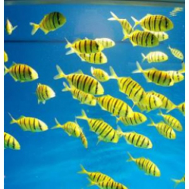 Golden Trevally