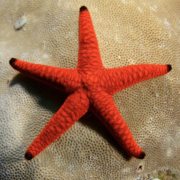 Red Starfish