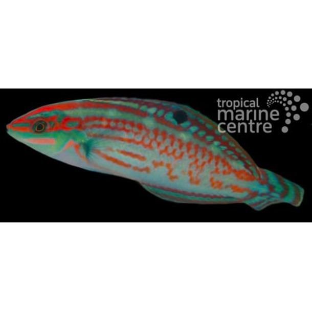 Green Face Wrasse