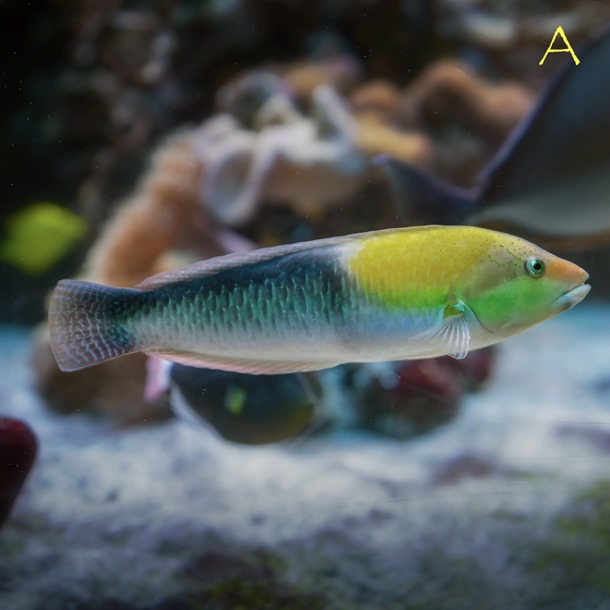 Neon Line Wrasse