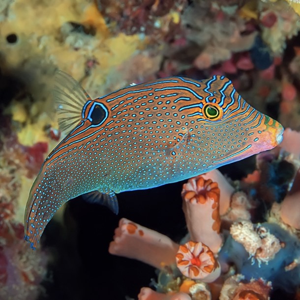 Papuan Toby Puffer