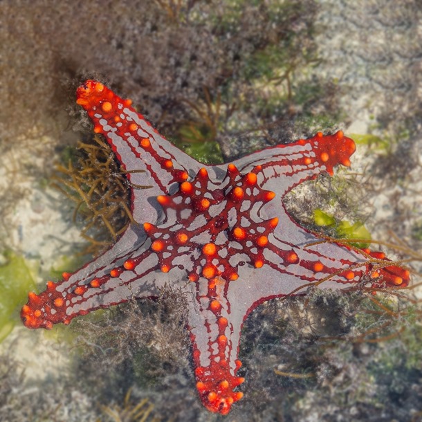 Red Knobbly Starfish