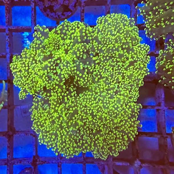 Ultra Green Frogspawn 